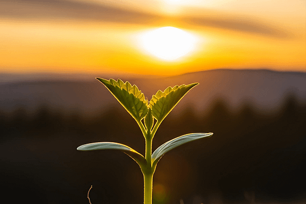 Seedling at Sunrise Wallpaper – Nature Growth HD Image